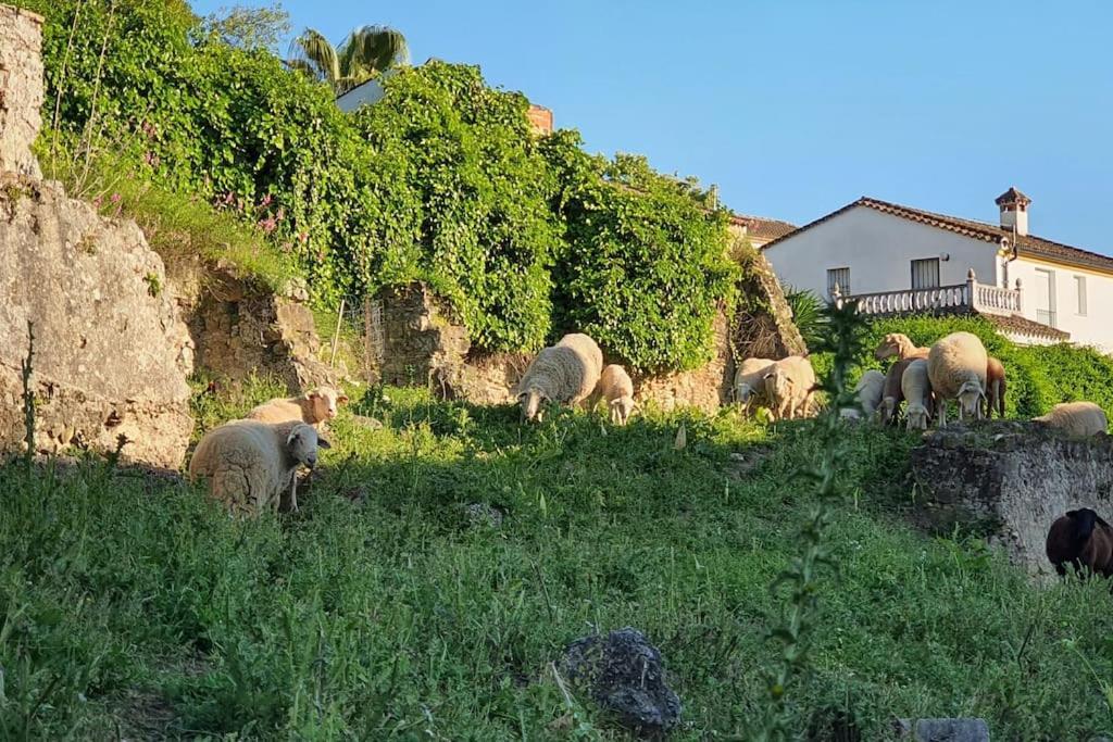 La Terracita Del Bosque Daire Dış mekan fotoğraf